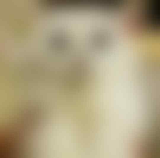 Saking Lucunya, 7 Selebgram Kucing Ini Bisa Bikin Hati Kita Meleleh