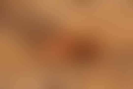 5 Fakta Kecoa yang Wajib Kita Ketahui