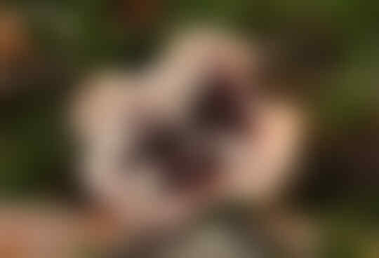 Seram, Tumbuhan Ini Mirip Anggota Tubuh Manusia