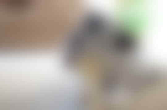 Buat Para Newbie, Ini Gan Cara Membuat Anjing Peliharaan Menjadi Lebih Pintar!