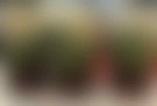 11 Jurus Rahasia Penyegar Harimu