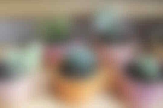 Gini Gan Caranya Biar Tanaman Succulent Panjang Umur, Cekidot!