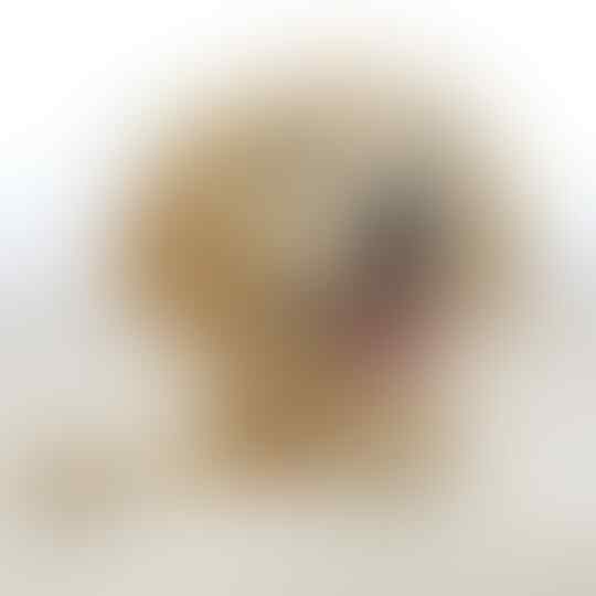 Pupstime - Daily Update - Semua tentang anjing - Everything about dog