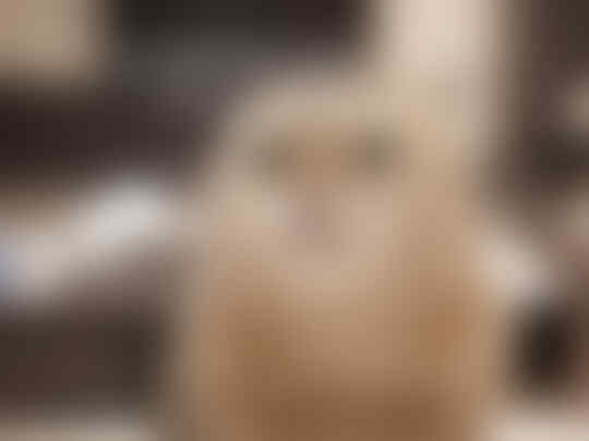 Ternyata Pelihara Kucing bisa Cegah Stroke dan Penyakit Jantung!