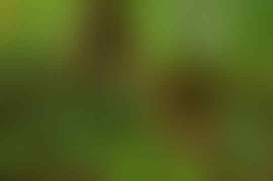 Negara Berbahasa Jawa Ini Berhasil Mempertahankan Hutan 98% dari Luas Negaranya