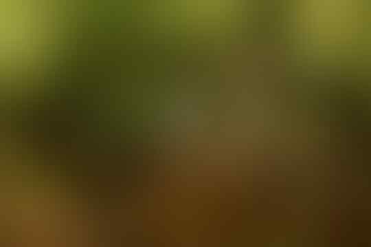 Negara Berbahasa Jawa Ini Berhasil Mempertahankan Hutan 98% dari Luas Negaranya