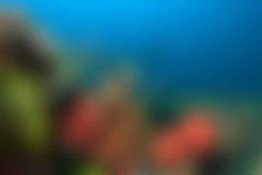 Agan Punya Uang 14 Juta? Bolehlah Main ke Pulau Komodo!