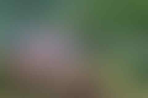 Sandi Rumput Misterius