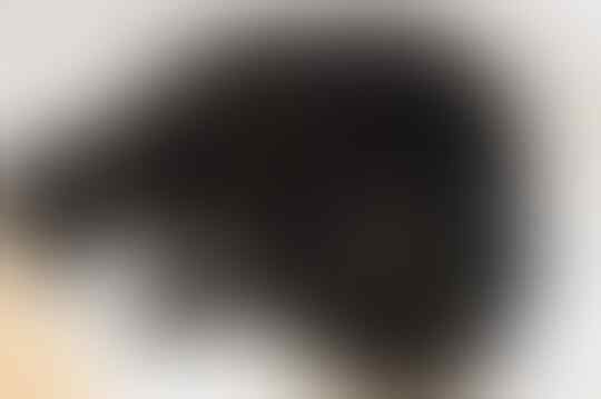 Tak Selamanya 'Khoceng Oren' Bar-Bar, Inilah Sifat Kucing Berdasarkan Warna Bulu!