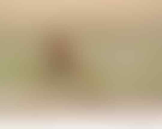 Jerapah: Gaya Tidur hingga Hewan Paling "Kepaksa" Insomnia se Afrika