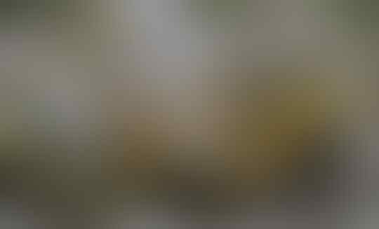 Deretan Hewan Penyembuh Penyakit, Ada Yang Menjijikkan Dan Ada Yang Berharga Milyaran