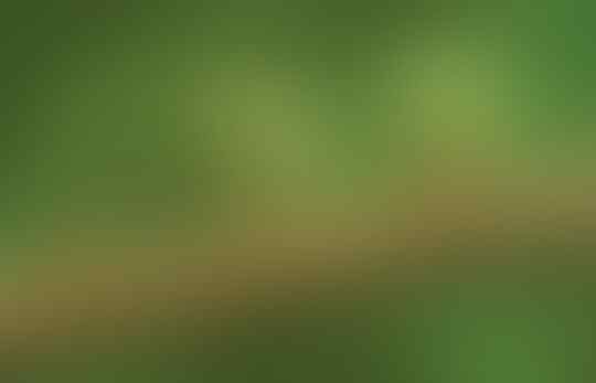 5 Fakta Menarik Atta, Semut Pemotong Daun