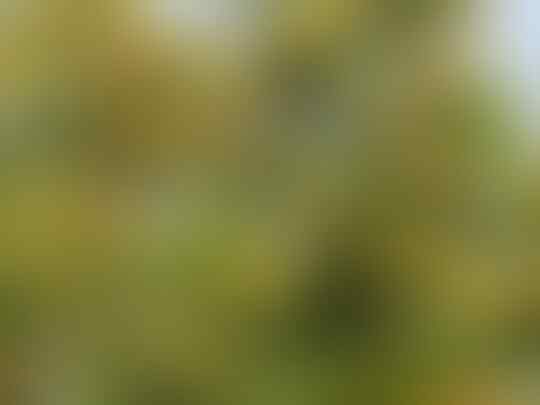 Mengapa Menjadi Pilihan Para Petani di Sinjai?