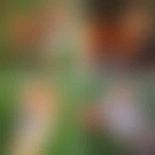 Pernah Viral, Ini 'PENAMPAKAN' Anjing Atau Rubah ?? Netizen Kembali Bingung !