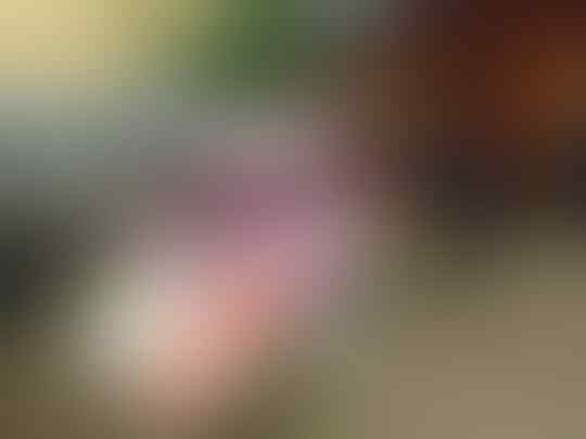 Foto Moment Agustusan Ini Dijamin Bakal Bikin Perut Kram, Penasaran?