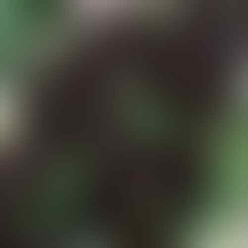 Elegan, Sederet Bunga Berwarna Hitam yang Jarang Kamu Jumpai