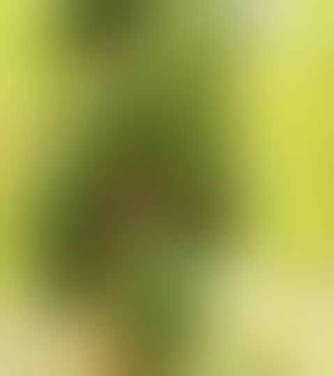 Mengenal buah Carica,buah yang heboh hasilkan puluhan juta per bulan