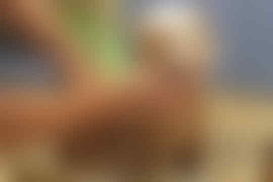 Hewan Bisa Terpapar Virus Corona, Ini Cara Mencegahnya Agar Tidak Menular!