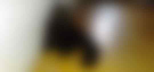 KUCING MEMILIKI INSTING YANG KUAT TERHADAP MANUSIA, GAK PERCAYA BUKTIKAN SAJA