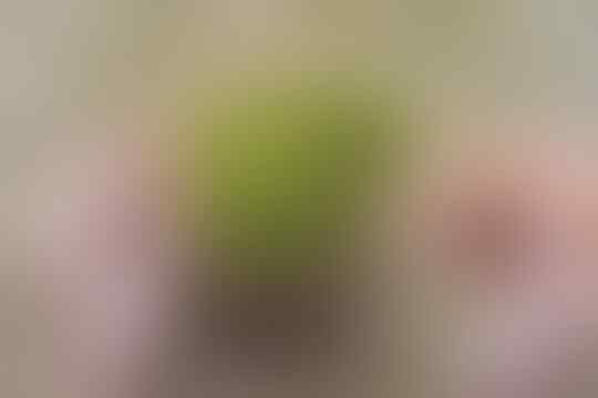 Tips dan trik cara merebus kacang hijau cepat lunak