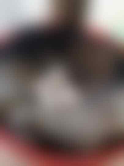 Ayam, Piaraan yang Menolong Ketika Kepepet Soal Uang