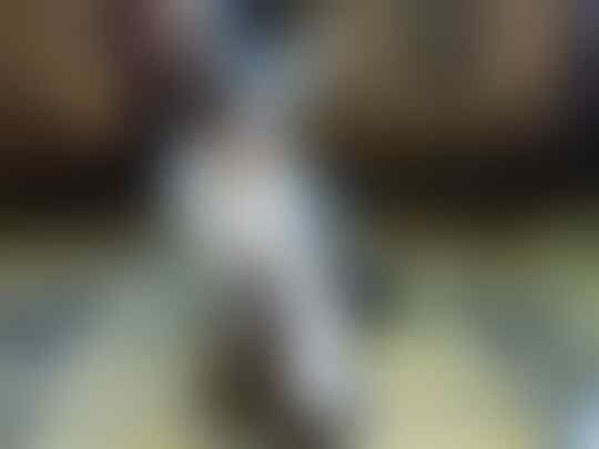 Meuza. Kucing Pelor.
