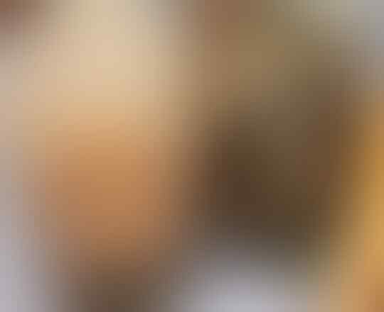 Guinea Pig Yang Lucu Dan Menggemaskan