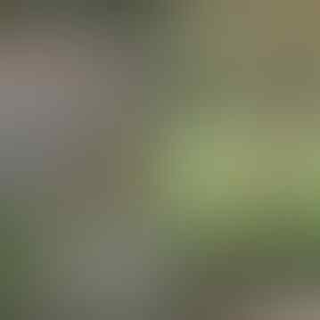 Pheasant Itu Ayam Atau Burung?