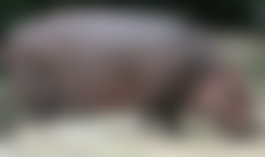 Misteri Sukotyro,Babi Yang Memiliki Gading Dari Pulau Jawa