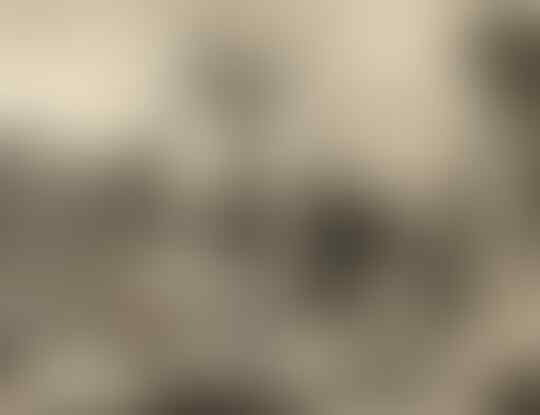 Misteri Sukotyro,Babi Yang Memiliki Gading Dari Pulau Jawa