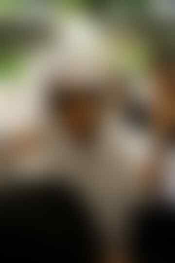 Menelusuri Rekam Jejak Marga Smith di Indonesia (Part 1)