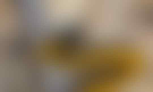 10 Hewan Paling Beracun di Dunia, Nomor 1 Pasti Tidak Nyangka