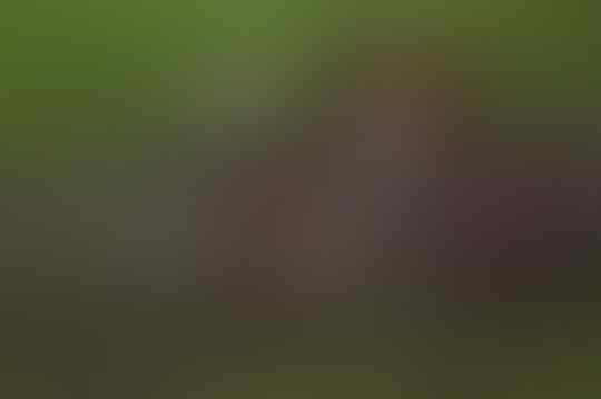 Hal Unik Ini Ada Pada Sepak Bola. Salah Satunya Swamp Soccer!