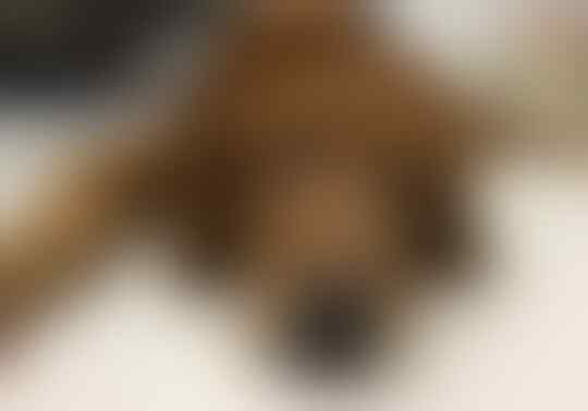 Perhatikan Hal Ini Sebelum Memutuskan Untuk Mengadopsi Anjing