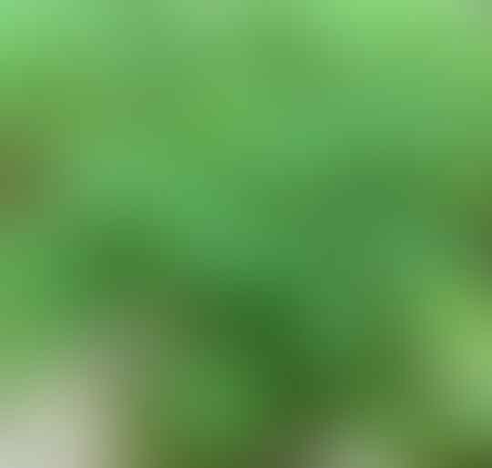 Deretan Rumput Ini Ternyata Enak Dikonsumsi dan Aman. Tahukah Gan Sist!