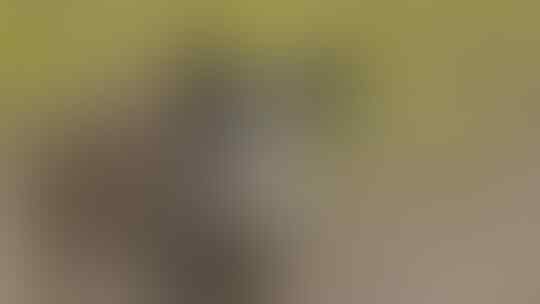 Kocak! Dibegal Babi di Tengah Hutan, Beberapa Pendaki Ini Memilih Naik ke Pohon