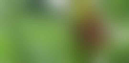 Beberapa Tanaman Yang Menjadi Bahan Baku Olahan Dage Lezat, Nomor 4 Paling Unik!