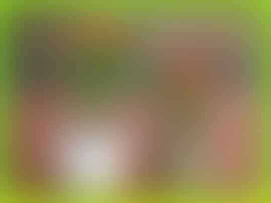 Alternatif Tanaman Sayur Penghias Pekarangan Sempit, Bakal Hemat Belanja Nih!