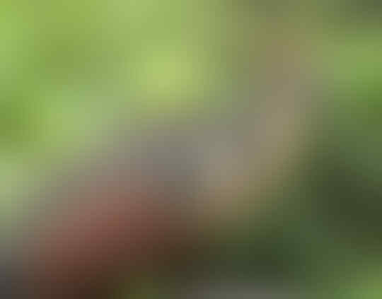 Ada Ikan Kecil Yang Ditakuti, Inilah Hewan Aneh Dan Unik Yang Tinggal Di Hutan Amazon
