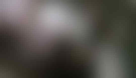 Viral: Misteri Puluhan Kambing Mati Secara Mendadak Di Kuningan Jawa Barat
