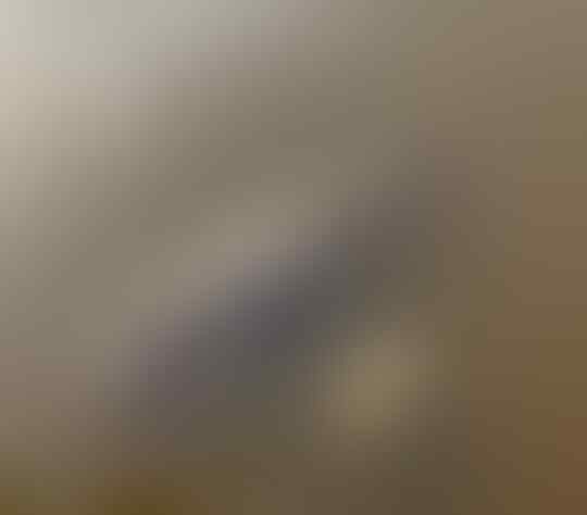 Viral, Momen Buaya Tos dengan Kura-kura Ini Seperti Kawan Lama Baru Berjumpa
