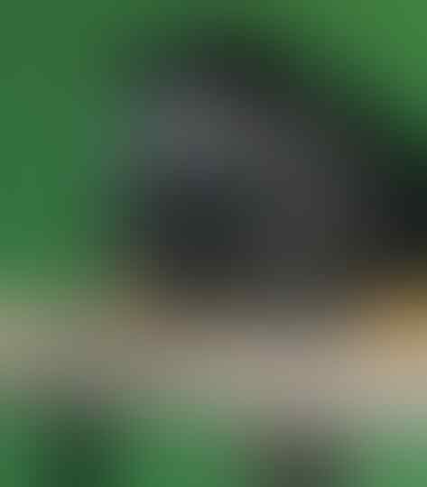 Lucunya Momo si Musang Pandan, Beberapa Tips Merawat dan Membuatnya Jinak!
