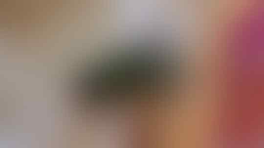 Awas Bahaya Telur Lalat Saat Menempel Dimakanan, Penyebab Penyakit Pencernaan!