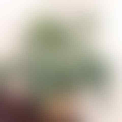 5 Tanaman Hias Daun yang Paling Populer