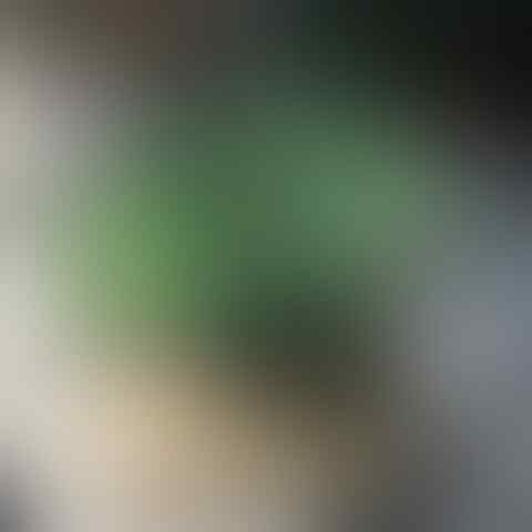 5 Tanaman Hias Daun yang Paling Populer