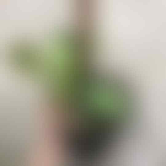 5 Tanaman Hias Daun yang Paling Populer