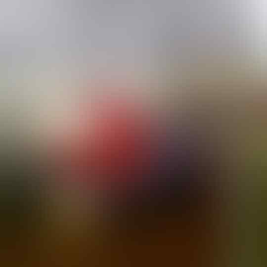 Rekomendasi Cupang Pereda Stress Untuk Dipelihara