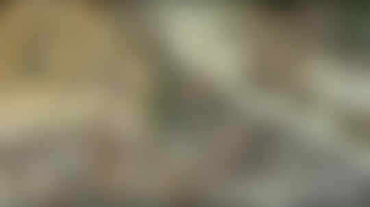 Kera Sakti Yang Semakin Menjadi: Tragis, Balita Sedang Disusui Diculik Monyet