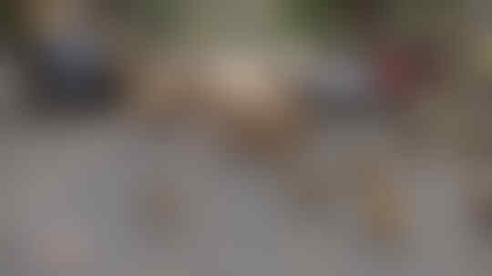 Kera Sakti Yang Semakin Menjadi: Tragis, Balita Sedang Disusui Diculik Monyet