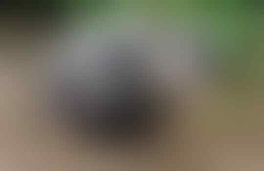 Hewan yang Memiliki Julukan Pemalas, No 1 Paling Lama Waktu Tidurnya
